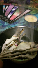 AAA頂級白鼠尾草葉片